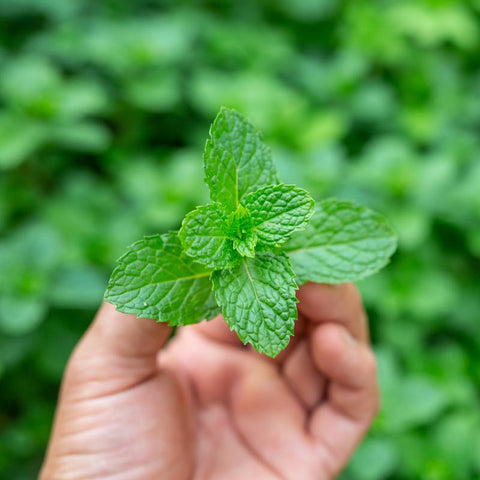 Thé à la Menthe